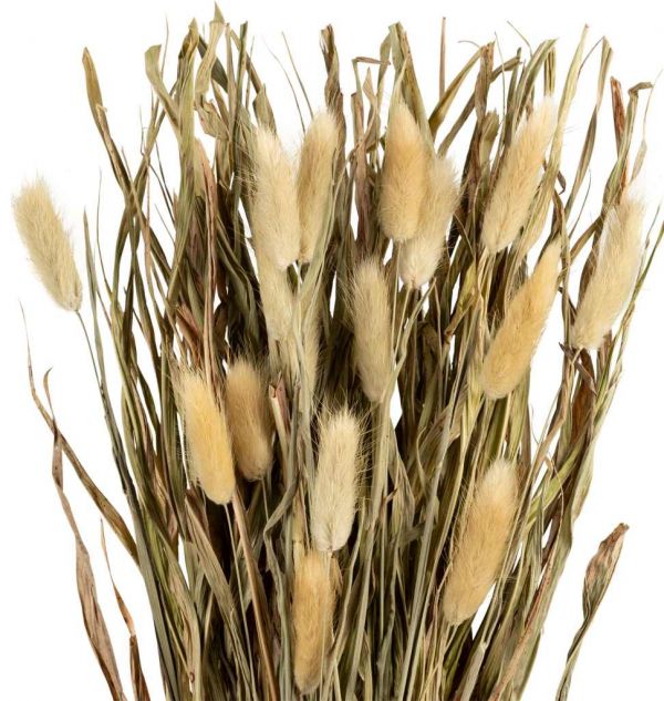 DRIED LAGURUS BOUQUET FLEUR-SE NATURAL H60 VEGETAL