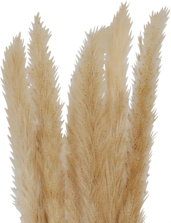 FLOWER PAMPAS FLEUR-SE BEIGE H160CM VEGETAL