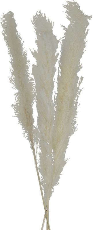FLOWER PAMPAS FLEUR-SE WHITE H160CM VEGETAL