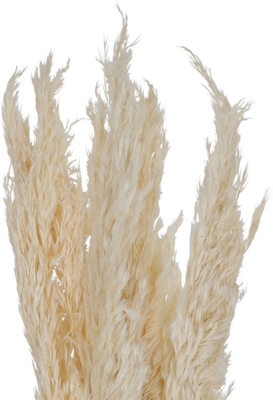 FLOWER PAMPAS FLEUR-SE NATURAL H75CM VEGETAL