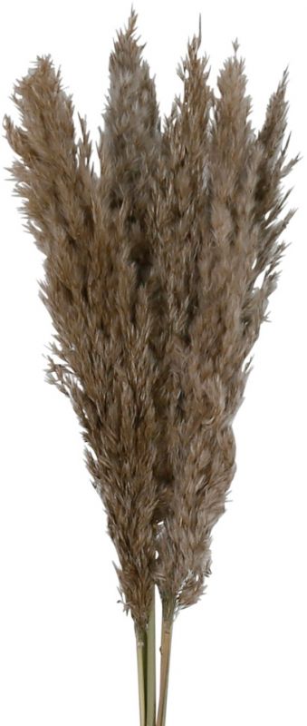 Пампасная трава FLEUR-SE коричневый H75CM сухоцветы