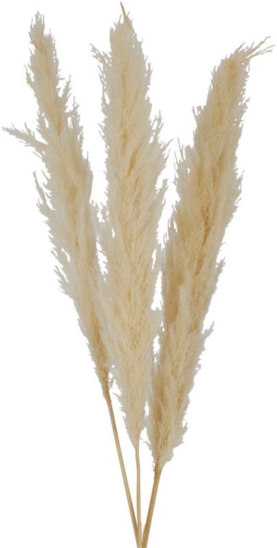 FLOWER PAMPAS FLEUR-SE BEIGE H75CM VEGETAL