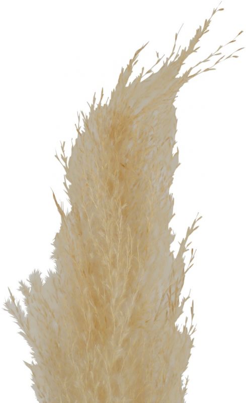 FLOWER PAMPAS FLEUR-SE BEIGE H75CM VEGETAL