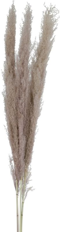 FLOWER PAMPAS X3 FLEUR-SE TAUPE H160CM VEGETAL