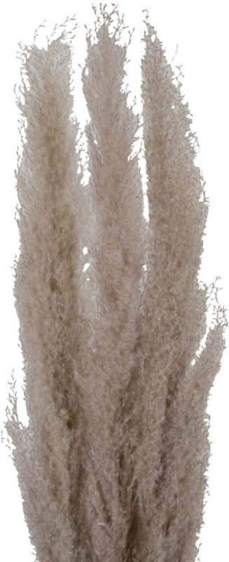 FLOWER PAMPAS X3 FLEUR-SE TAUPE H160CM VEGETAL