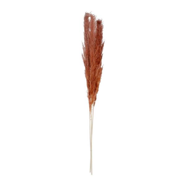 FLOWER PAMPAS X3 FLEUR-SE TERRACOTTA H160 VEGETAL