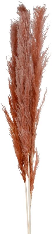 FLOWER PAMPAS X3 FLEUR-SE TERRACOTTA H160 VEGETAL