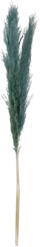 FLOWER PAMPAS X3 FLEUR-SE EMERALD H160CM VEGETAL