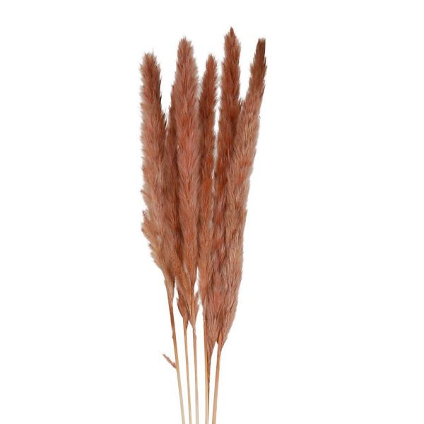 FLOWER PAMPAS X6 FLEUR-SE TERRACOTTA H75CM VEGETAL