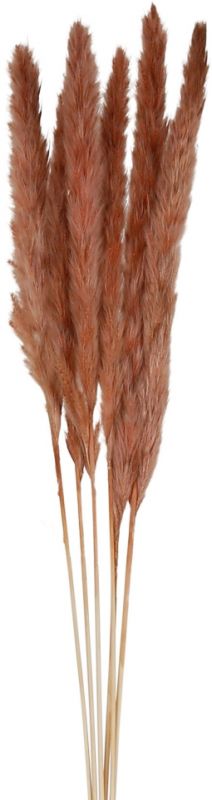 FLOWER PAMPAS X6 FLEUR-SE TERRACOTTA H75CM VEGETAL